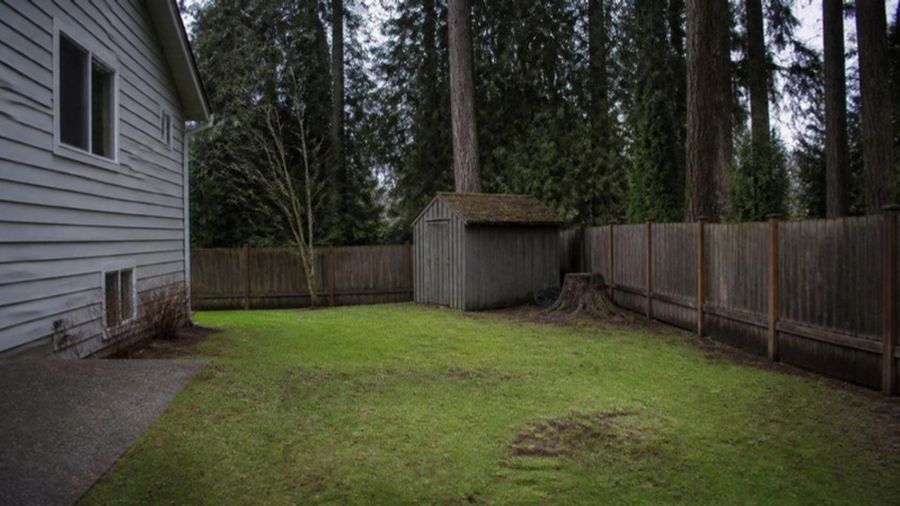 A back yard with an old shed, a stump and a patchy lawn